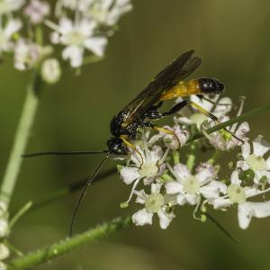 Ammophile des sables