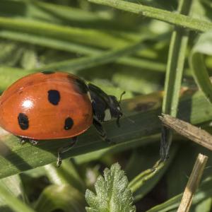 Coccinelle