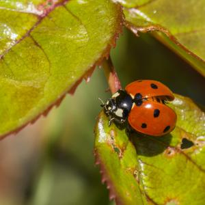 Coccinelle
