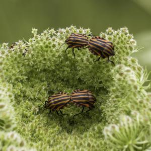 Entrez dans la danse