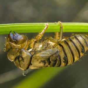 Exuvie de cigale de montagne