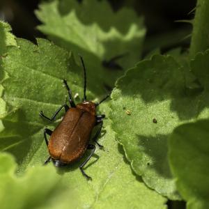 Le pyrochre ou caedinal