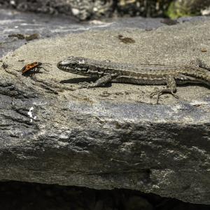Lézard