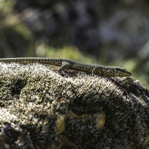 Lézard (mimétisme)