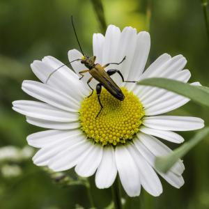 Oedemera podagrariae