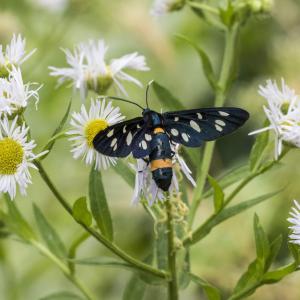 Saisie du chèvrefeuille
