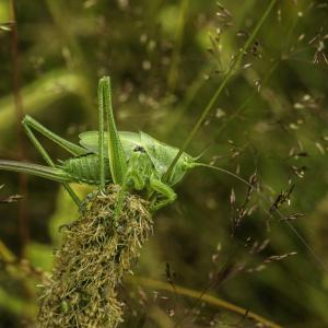 Grande sauterelle à sabre