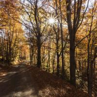 Petite route de la Planchette à l'automne