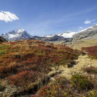Les Myrtilliers à l'automne en Vanoise